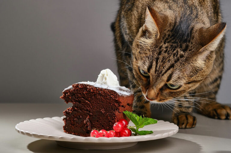 Top 9 unsafe foods for cats