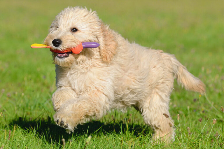 A guide to buying safe chews and non-toxic toys for dogs